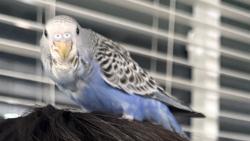 Lost Female Bird last seen Lynwood , Visalia, CA 93291