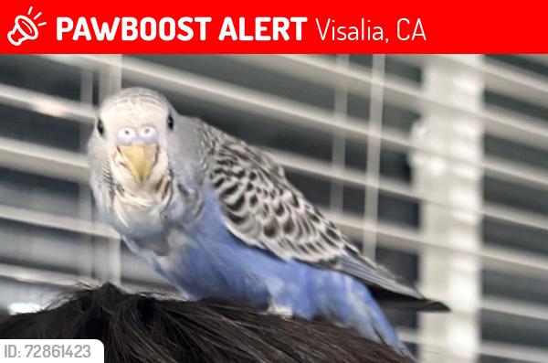 Lost Female Bird last seen Lynwood , Visalia, CA 93291