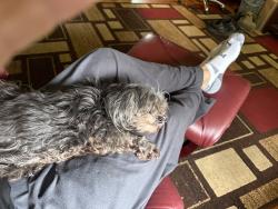 Lost Female Dog last seen Walnut st and wells ave , Newark, CA 94560