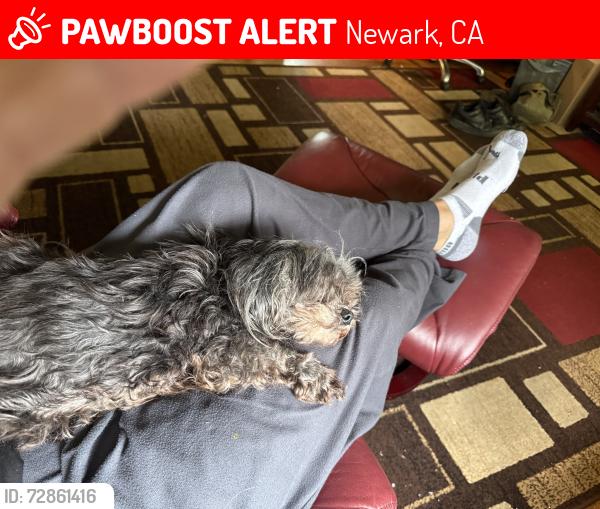 Lost Female Dog last seen Walnut st and wells ave , Newark, CA 94560