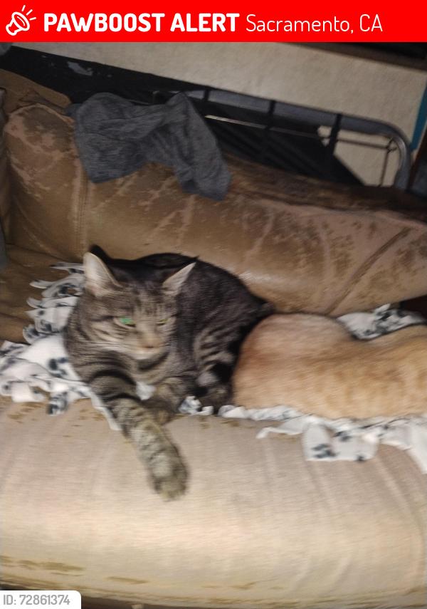 Lost Female Cat last seen Traction and lampasas Sacramento California 95815 traction Park Kings market thrift Town betos and old folks apmts, Sacramento, CA 95815