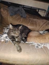 Lost Female Cat last seen Traction and lampasas Sacramento California 95815 traction Park Kings market thrift Town betos and old folks apmts, Sacramento, CA 95815