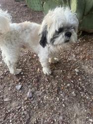 Found/Stray Male Dog last seen Holiday Isle/Ajo Way, Tucson, AZ 85714