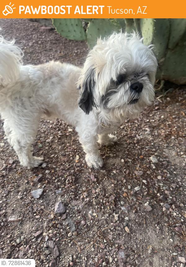 Found/Stray Male Dog last seen Holiday Isle/Ajo Way, Tucson, AZ 85714