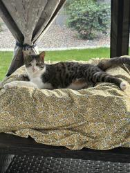 Lost Male Cat last seen Burton and Apache , Buckeye, AZ 85326