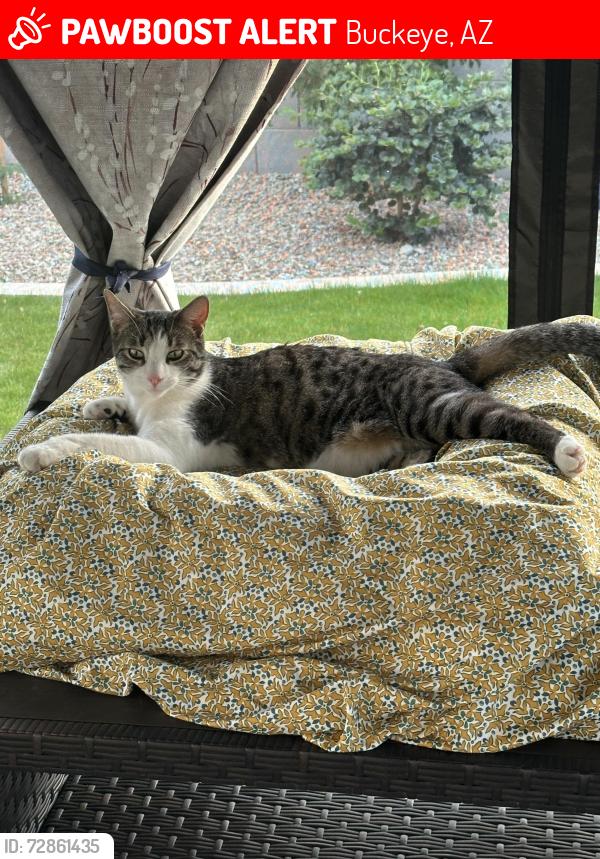 Lost Male Cat last seen Burton and Apache , Buckeye, AZ 85326
