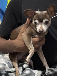 Reunited Male Dog last seen Legion Hut Rd, Mabelvale , Little Rock, AR 72103