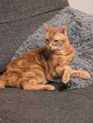 Lost Female Cat last seen Davenport and Ossington , Toronto, ON M6H 2S3