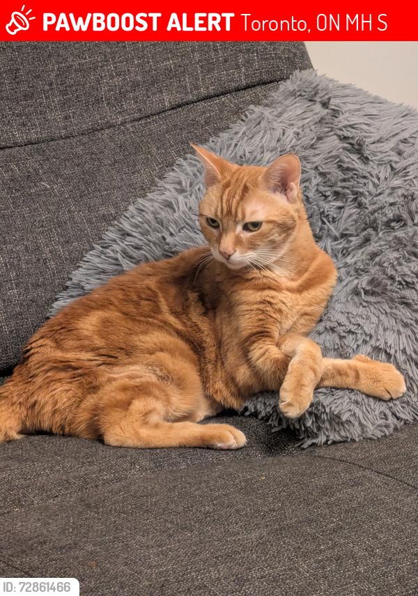 Lost Female Cat last seen Davenport and Ossington, Toronto, ON M6H 2S3