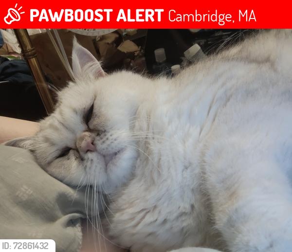 Lost Male Cat last seen Stearns and Sherman Cambridge ma usa, Cambridge, MA 02138