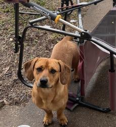 Reunited Male Dog last seen Walmart on briarcrest , Bryan, TX 77802