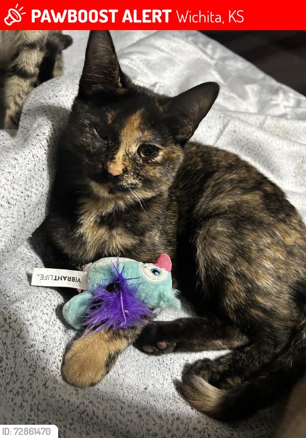 Lost Female Cat last seen Near W 50th St N, Wichita, KS 67204