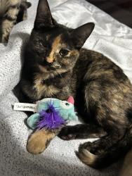 Lost Female Cat last seen Near W 50th St N, Wichita, KS 67204