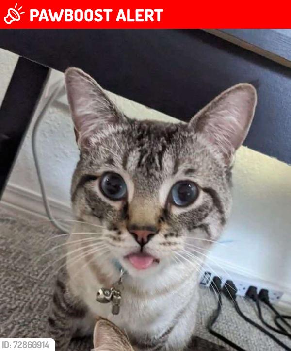 Lost Male Cat last seen Saratoga Springs and Eagle Mountain, Utah, Eagle Mountain, UT 84043