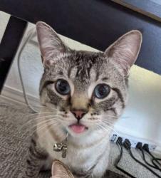 Lost Male Cat last seen Saratoga Springs and Eagle Mountain, Utah, Eagle Mountain, UT 84043