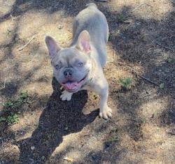 Lost Male Dog last seen West Oakland , Oakland, CA 94607