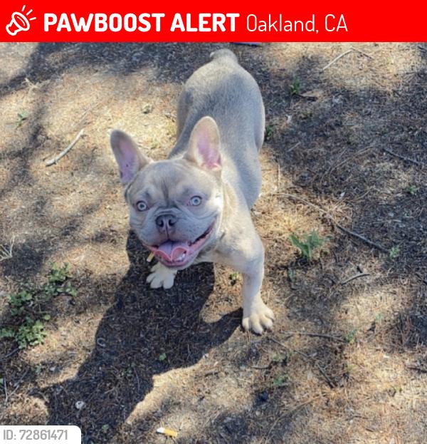 Lost Male Dog last seen West Oakland , Oakland, CA 94607
