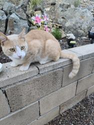 Found/Stray Unknown Cat last seen Strawberry ln, Spring Valley, CA 91977