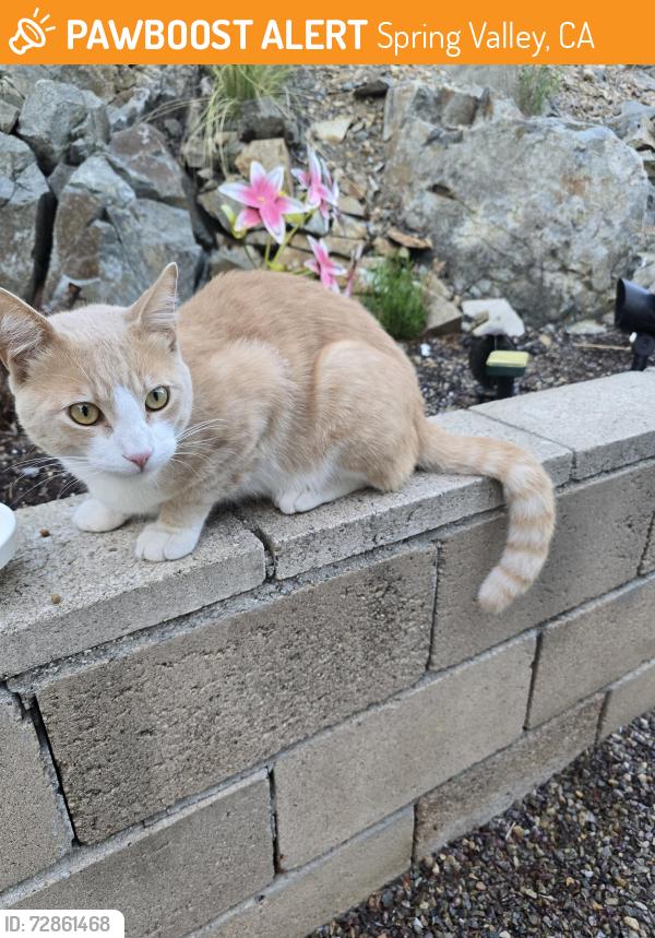 Found/Stray Unknown Cat last seen Strawberry ln, Spring Valley, CA 91977
