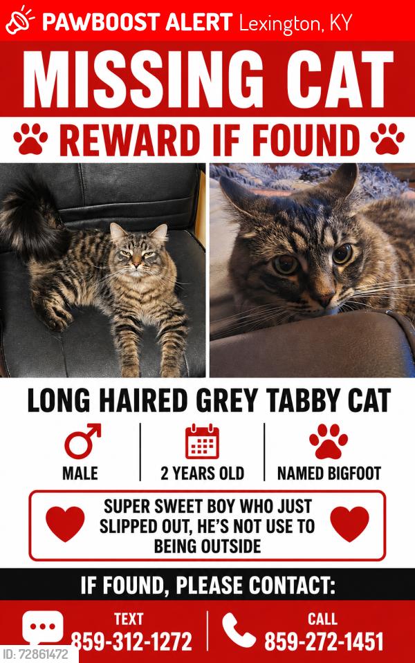 Lost Male Cat last seen Gainsway and Tates Creek, Lexington, KY 40517