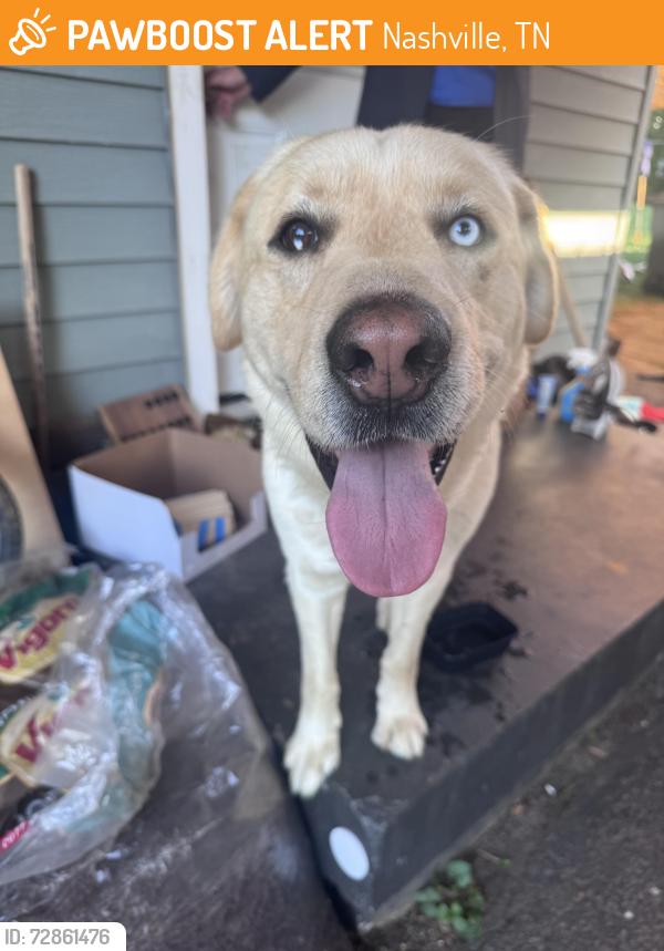 Found/Stray Male Dog last seen sandra, Nashville, TN 37210