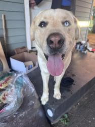 Found/Stray Male Dog last seen sandra, Nashville, TN 37210