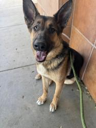 Found/Stray Male Dog last seen 90th St E and E Ave N, Palmdale, CA 93591