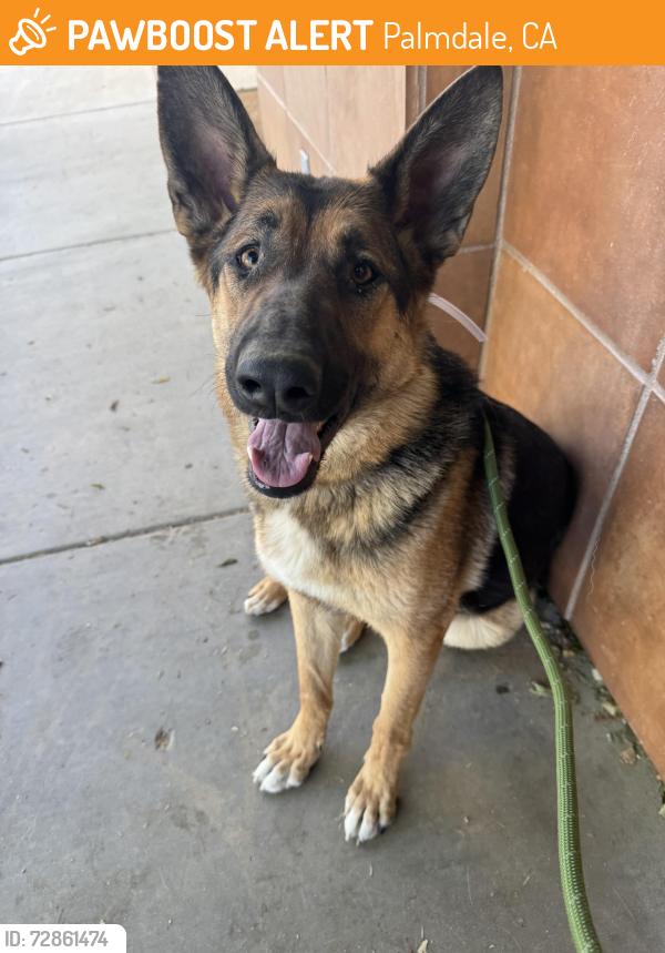 Found/Stray Male Dog last seen 90th St E and E Ave N, Palmdale, CA 93591