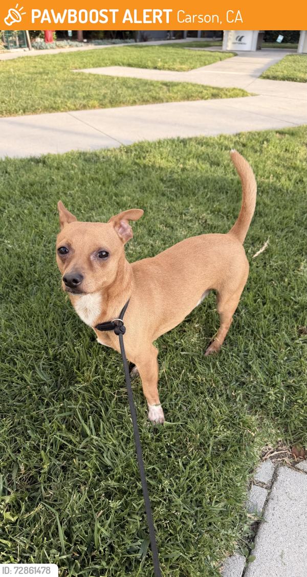 Found/Stray Male Dog last seen Carson city hall, Carson, CA 90745