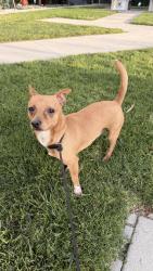Found/Stray Male Dog last seen Carson city hall, Carson, CA 90745