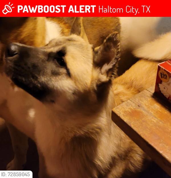 Lost Female Dog last seen Hadley and Denton y, Haltom City, TX 76117