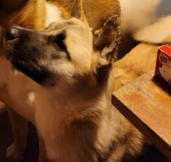 Lost Female Dog last seen Hadley and Denton y, Haltom City, TX 76117