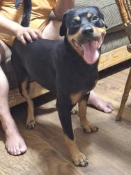 Found/Stray Male Dog last seen Eden , Mansfield, TX 76001