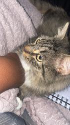 Reunited Female Cat last seen N 49th street and angle road intersection , Fort Pierce, FL 34947