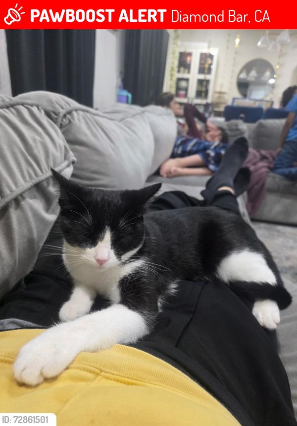 Lost Female Cat last seen Golden springs, Diamond Bar, CA 91765