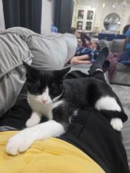 Lost Female Cat last seen Golden springs, Diamond Bar, CA 91765