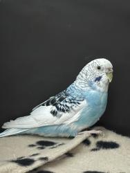Found/Stray Unknown Bird last seen Walnut, Turlock, CA 95380