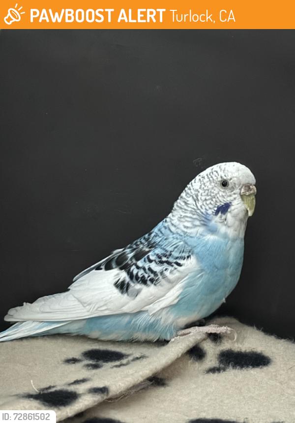 Found/Stray Unknown Bird last seen Walnut, Turlock, CA 95380