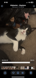 Lost Female Cat last seen Grande View clbh in Grande View ests, Alabaster, AL 35114