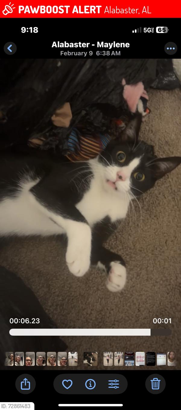 Lost Female Cat last seen Grande View clbh in Grande View ests, Alabaster, AL 35114
