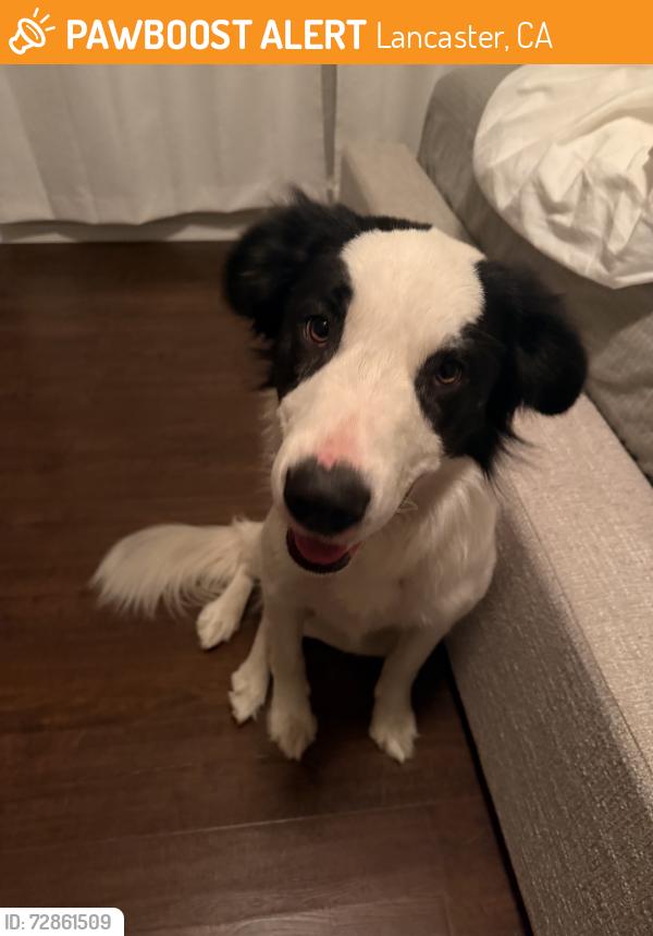 Found/Stray Male Dog last seen 90th and D, Lancaster, CA 93536