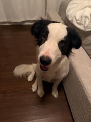 Found/Stray Male Dog last seen 90th and D, Lancaster, CA 93536