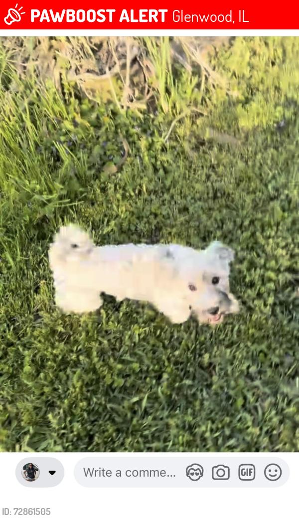 Lost Female Dog last seen Willow rd Glenwood , Glenwood, IL 60425