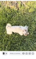 Lost Female Dog last seen Willow rd Glenwood , Glenwood, IL 60425