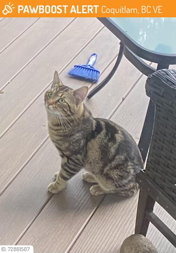 Found/Stray Male Cat last seen Hornby at Georgeson, Coquitlam, Coquitlam, BC V3E
