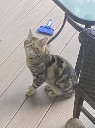 Found/Stray Male Cat last seen Hornby at Georgeson, Coquitlam, Coquitlam, BC V3E