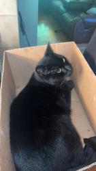 Lost Male Cat last seen Old 21 and Rhonda sue , Imperial, MO 63052