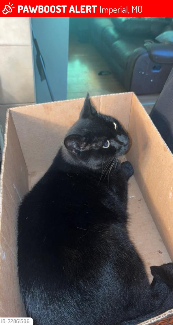 Lost Male Cat last seen Old 21 and Rhonda sue , Imperial, MO 63052