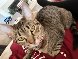 Lost Female Cat last seen east brainard rd, Chattanooga, TN 37421