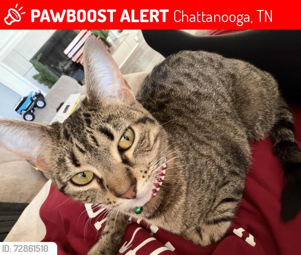 Lost Female Cat last seen east brainard rd, Chattanooga, TN 37421